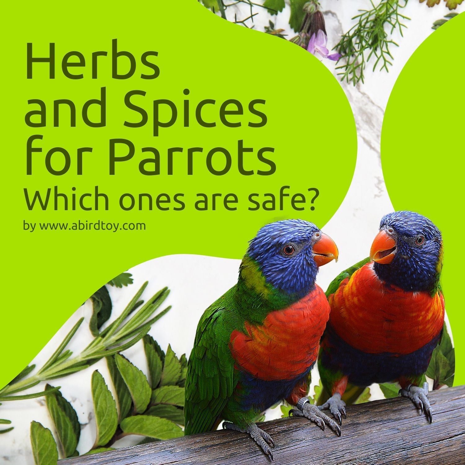Herbs And Spices For Parrots: Which Are Safe?