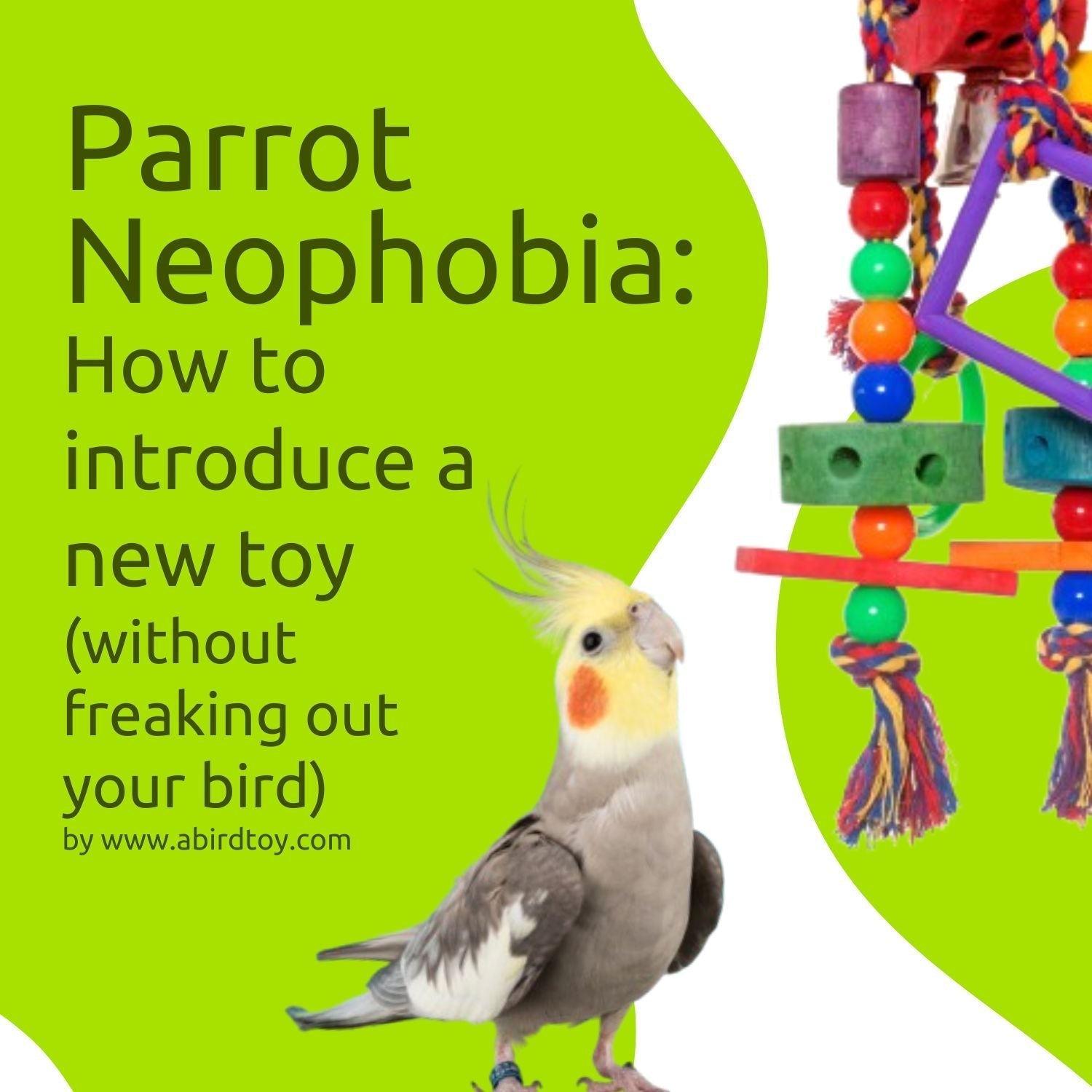 Introducing New Toys to Your Parrot: How To Combat Neophobia