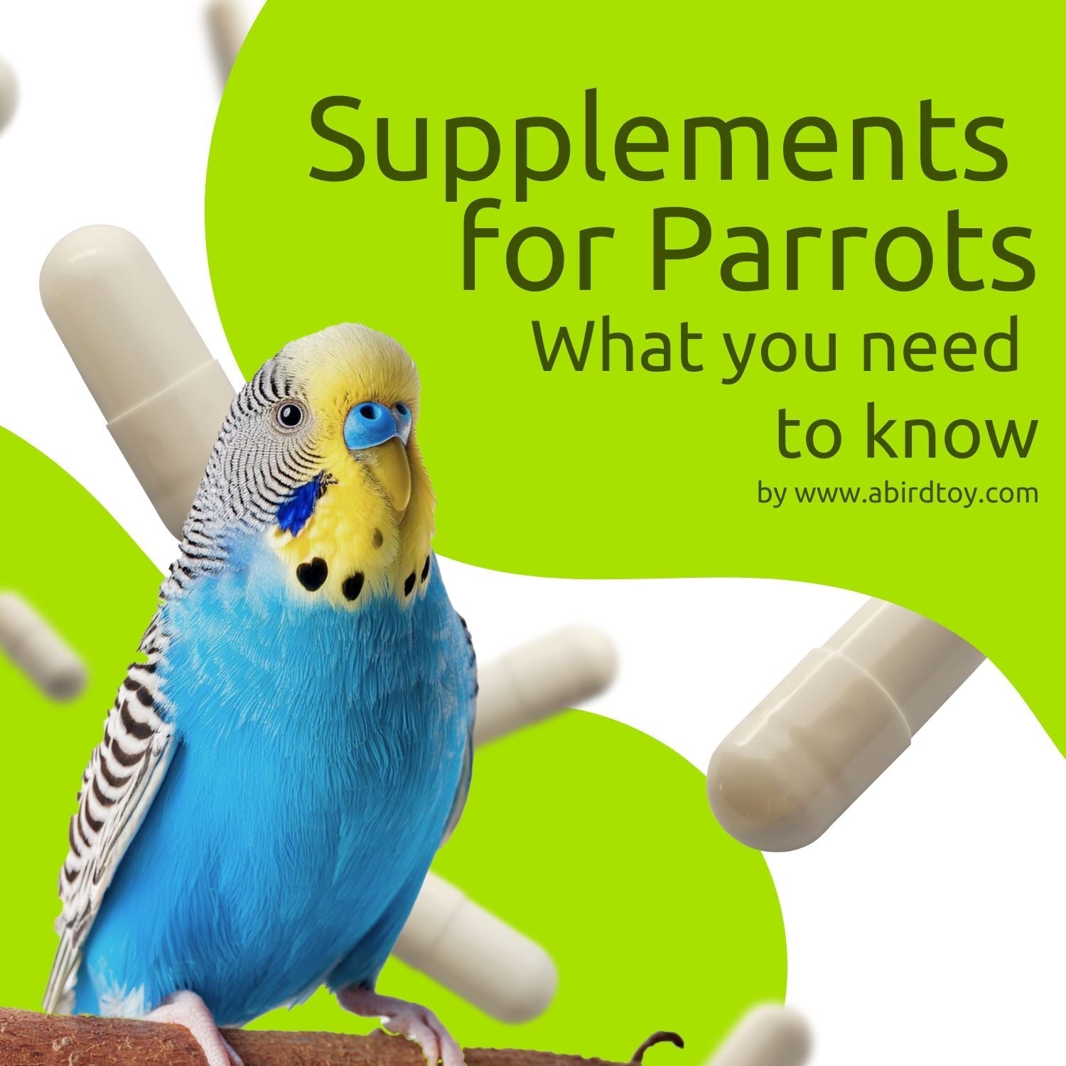 Supplements For Parrots: What You Need To Know