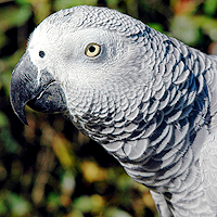 "African Grey" Bird Blend Crinkle Paper - 2 oz