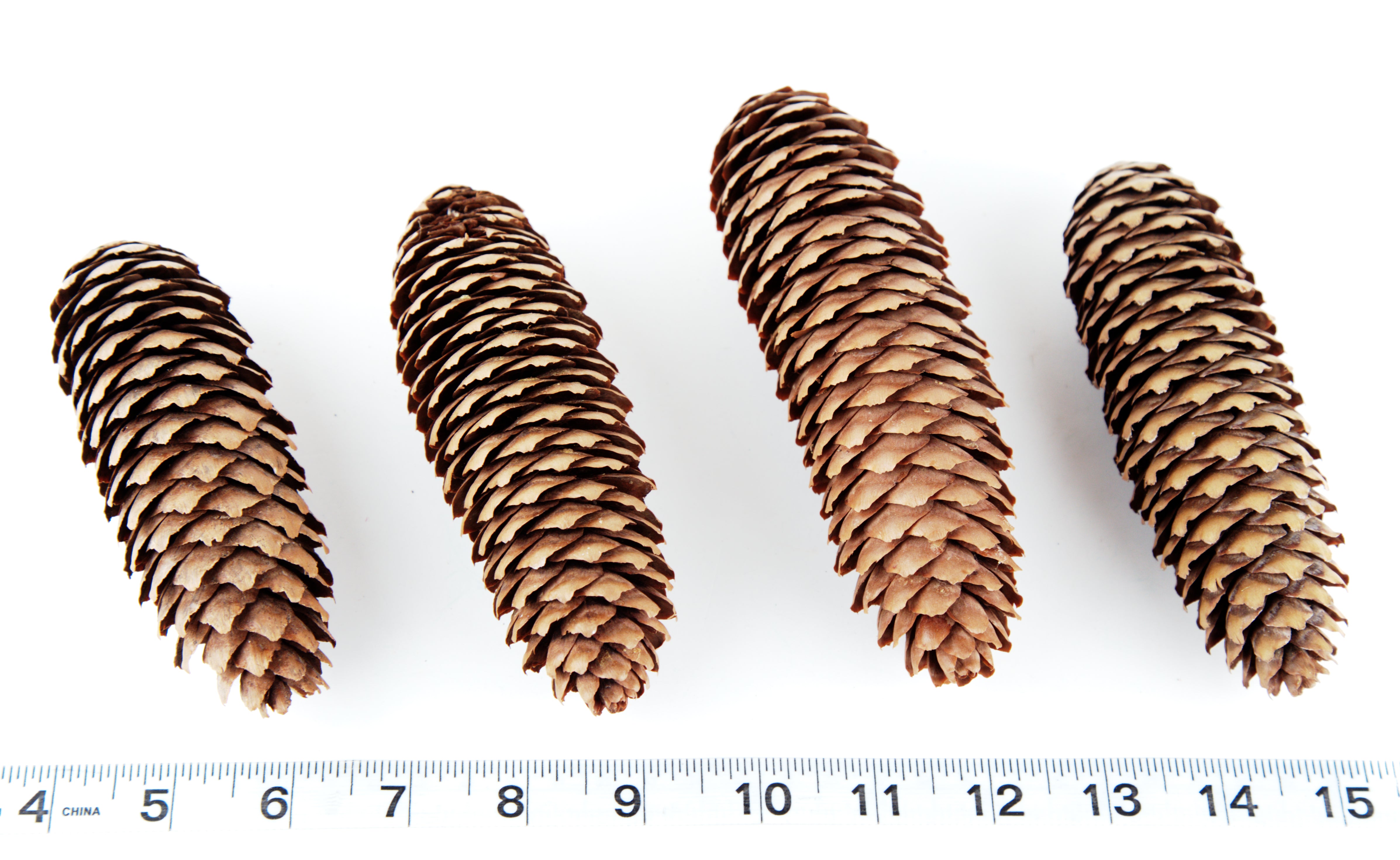 Fancy Pine Cones - 6 Pack