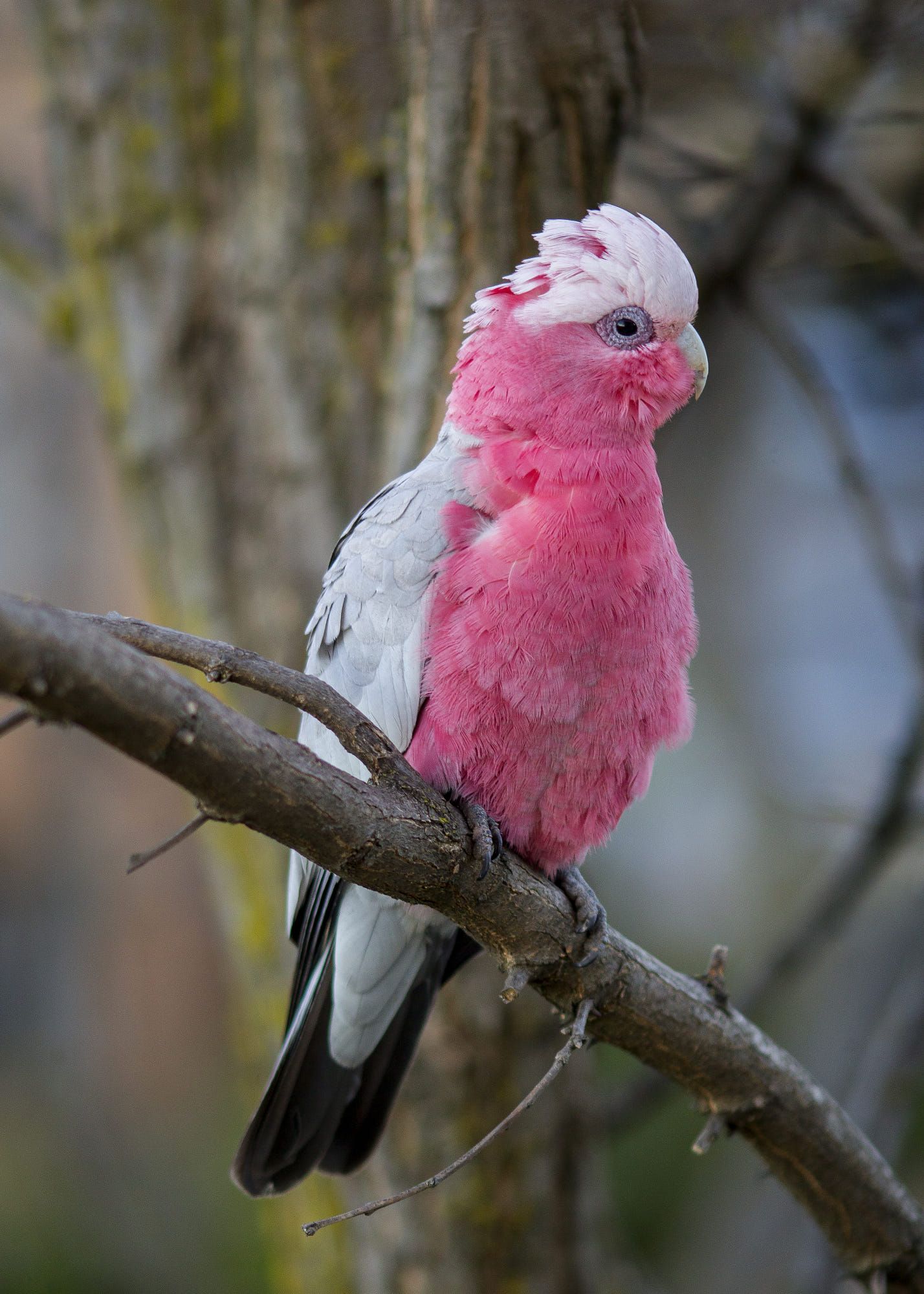 "Rose Breasted Cockatoo" Bird Blend Crinkle Paper - 2 oz