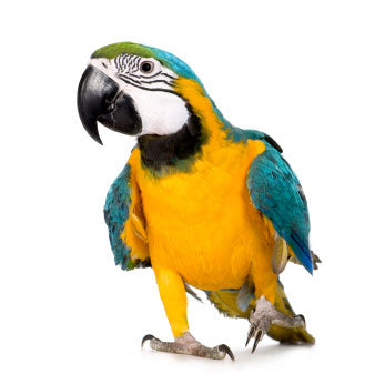 "Blue & Gold Macaw" Bird Blend Crinkle Paper - 2 oz