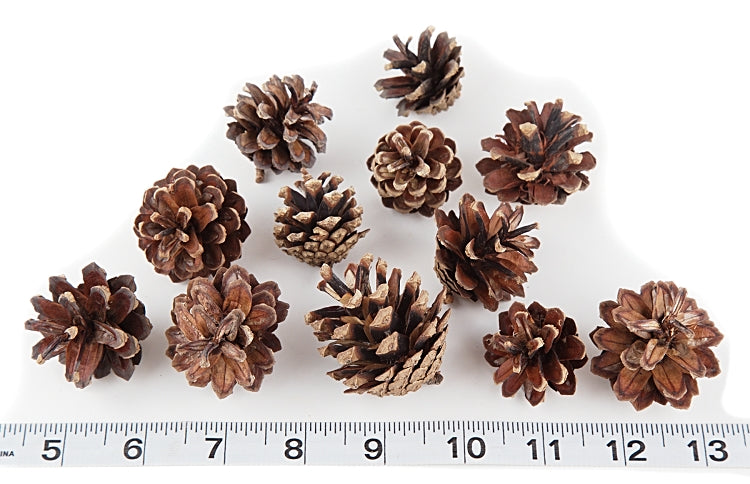 Bulk Mini Pine Cones - 1 Pound
