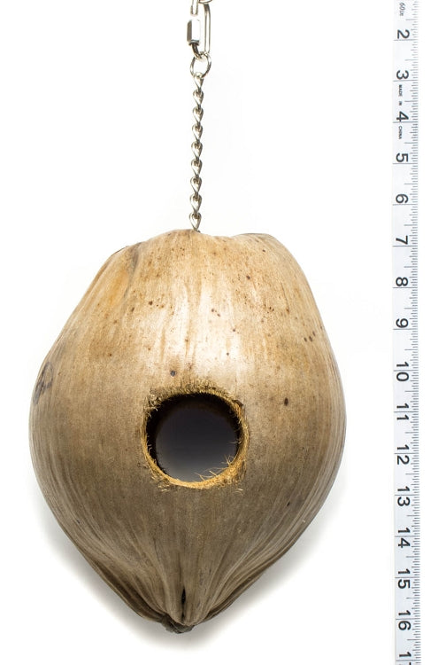 Coconut bird outlet toy