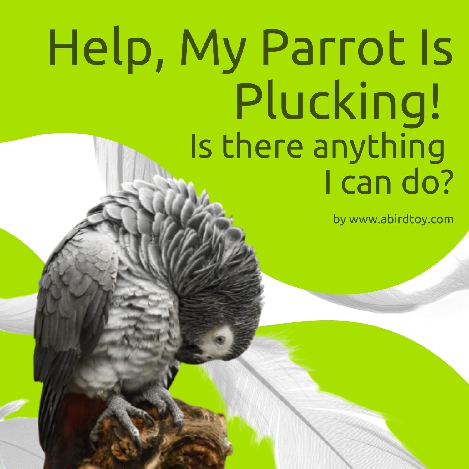 Image of an African grey parrot picking at its belly, with text: Help, my parrot is plucking! Is there anything I can do?