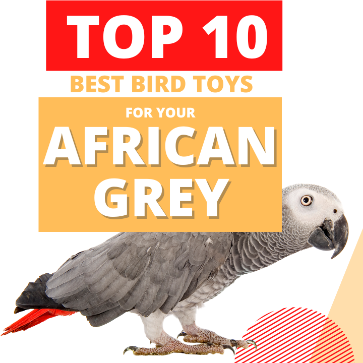 Top 10 Best Toys for African Grey Parrots