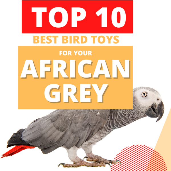 Top 10 Best Toys For African Grey Parrots