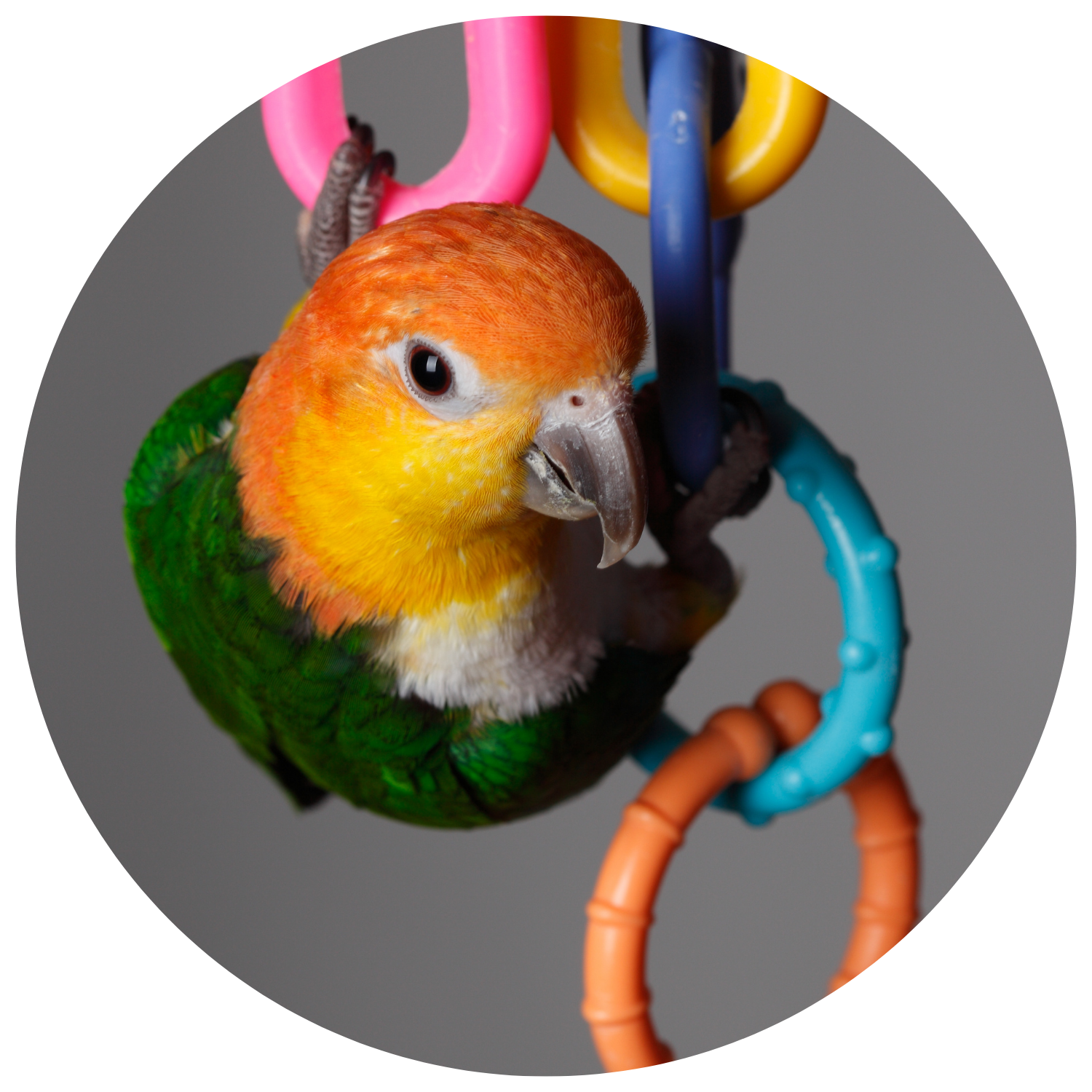 Top 10 Caique Toys