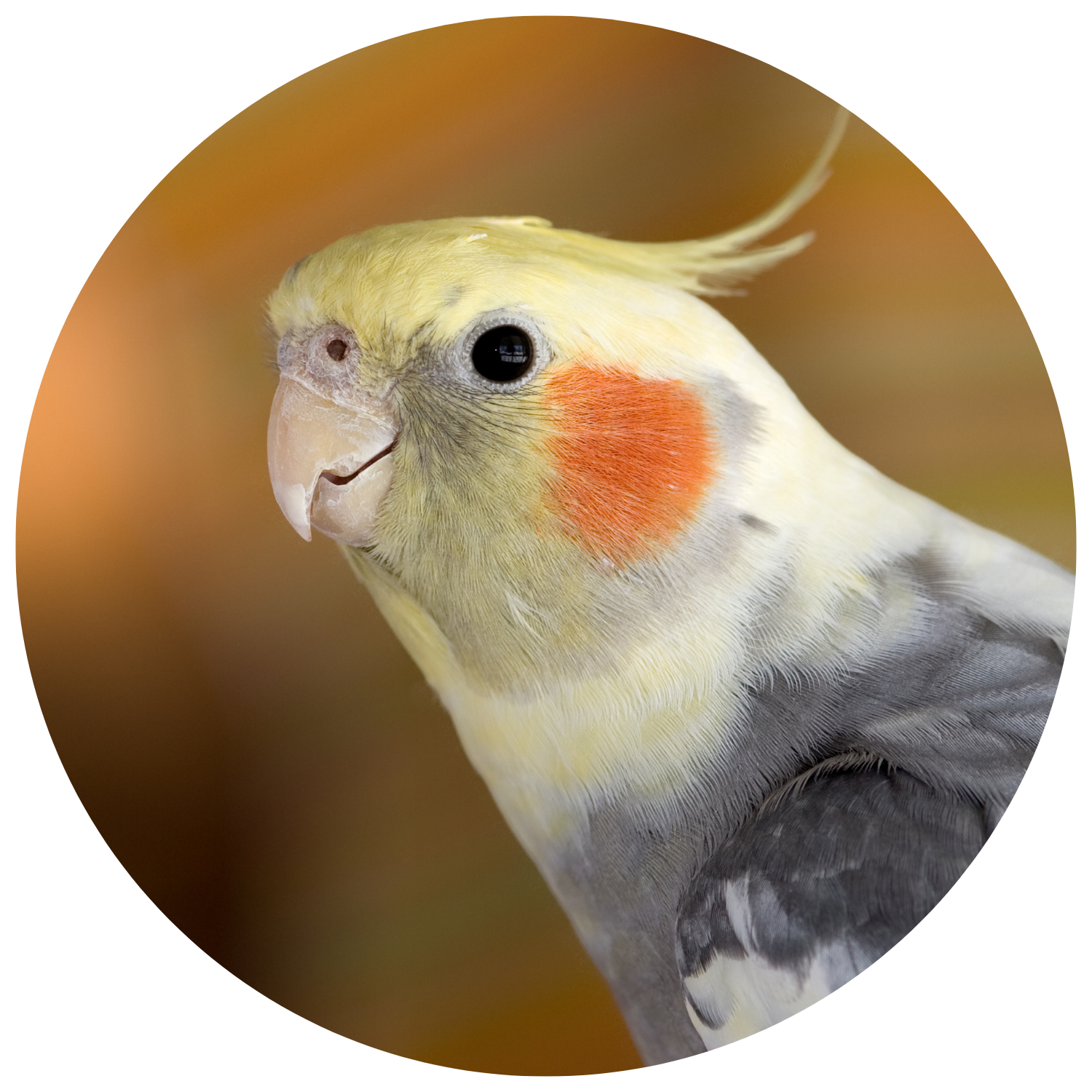 Top 10 Cockatiel Toys
