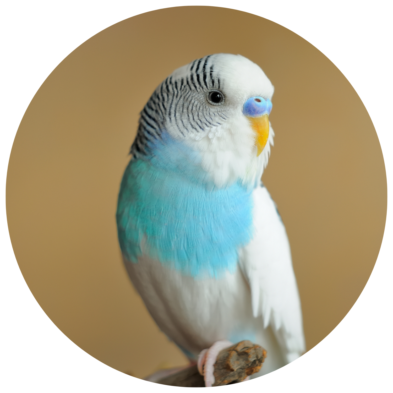 Top 10 Parakeet Toys