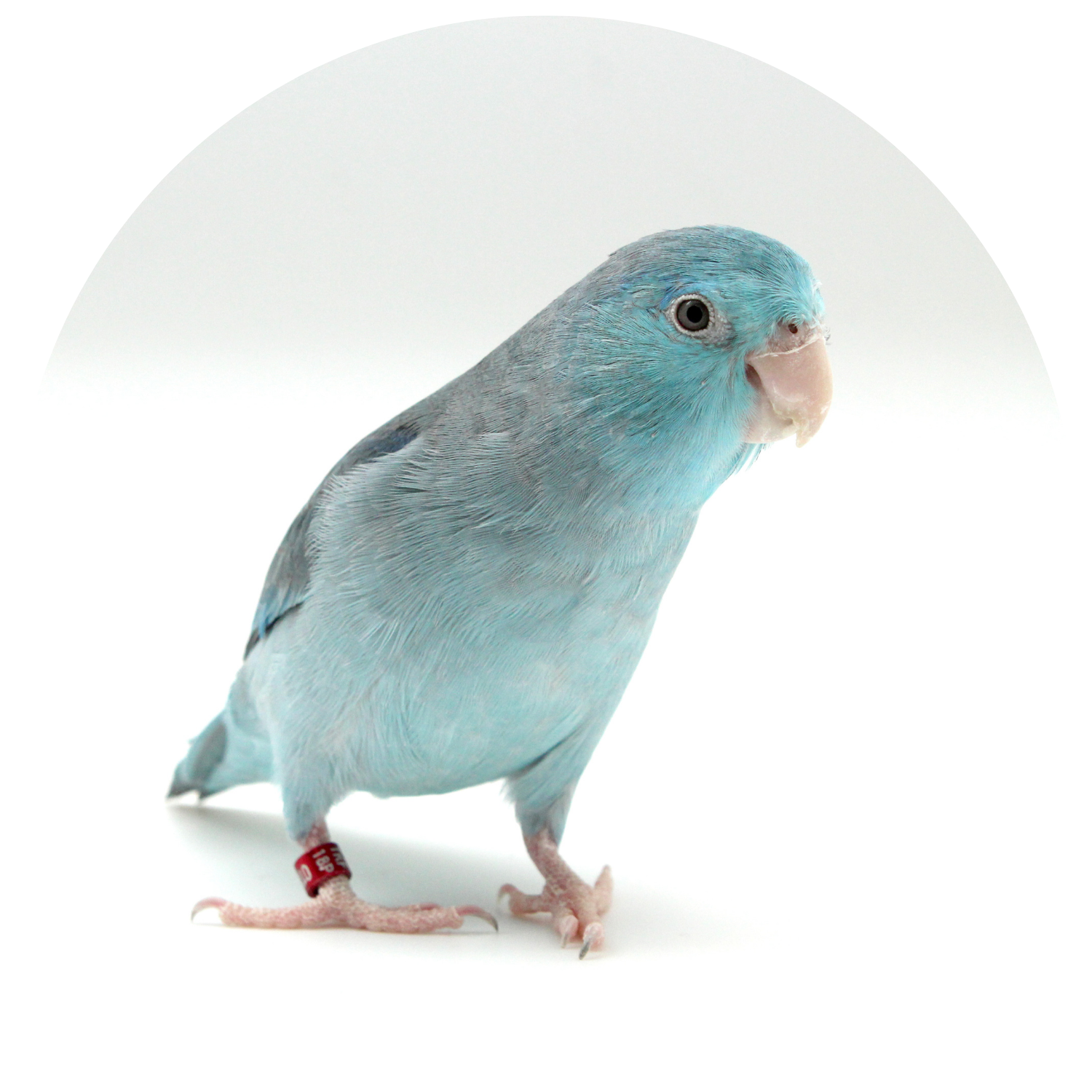 Top 10 Parrotlet Toys for Chewing, Shredding & Play | A Bird Toy