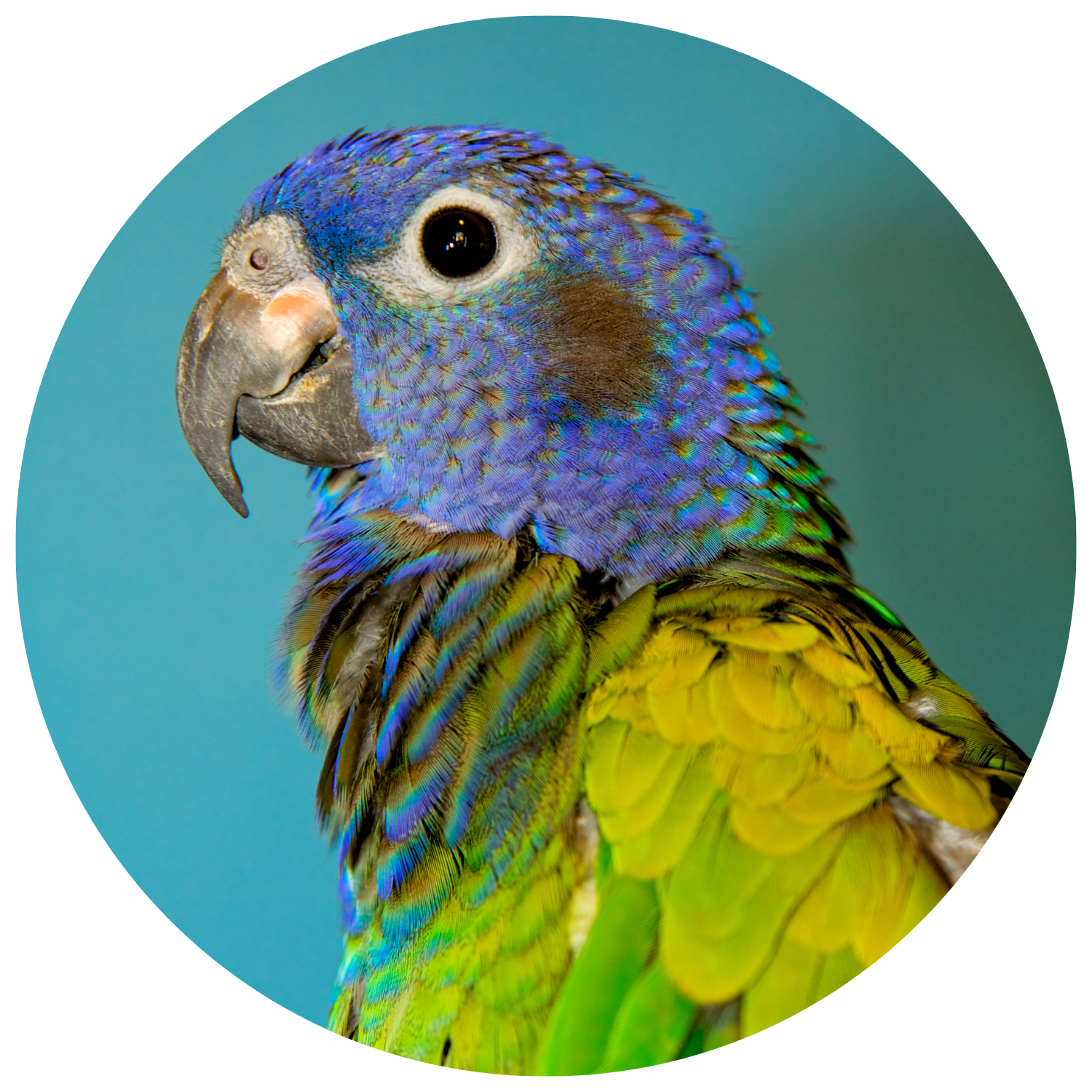Top 10 Pionus Toys
