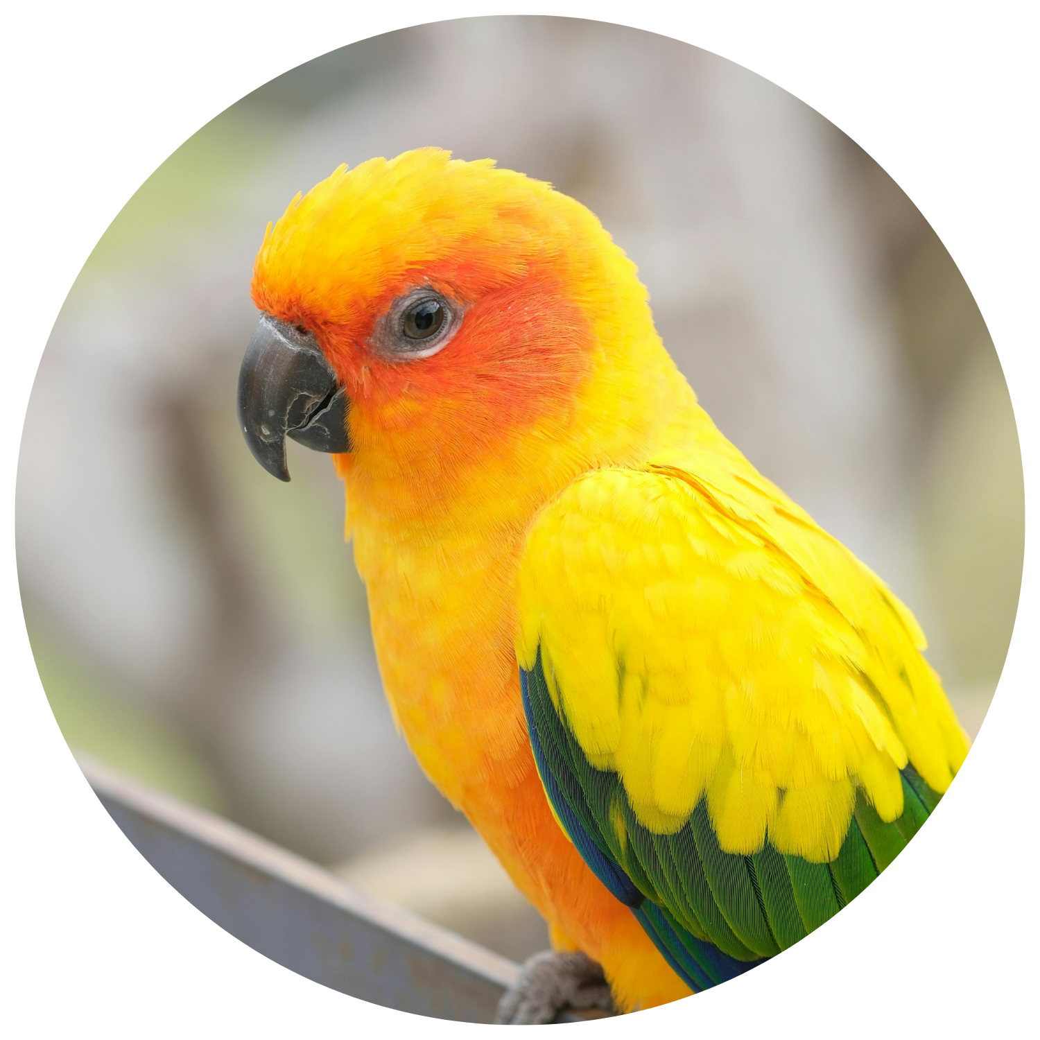 Top 10 Sun Conure Toys