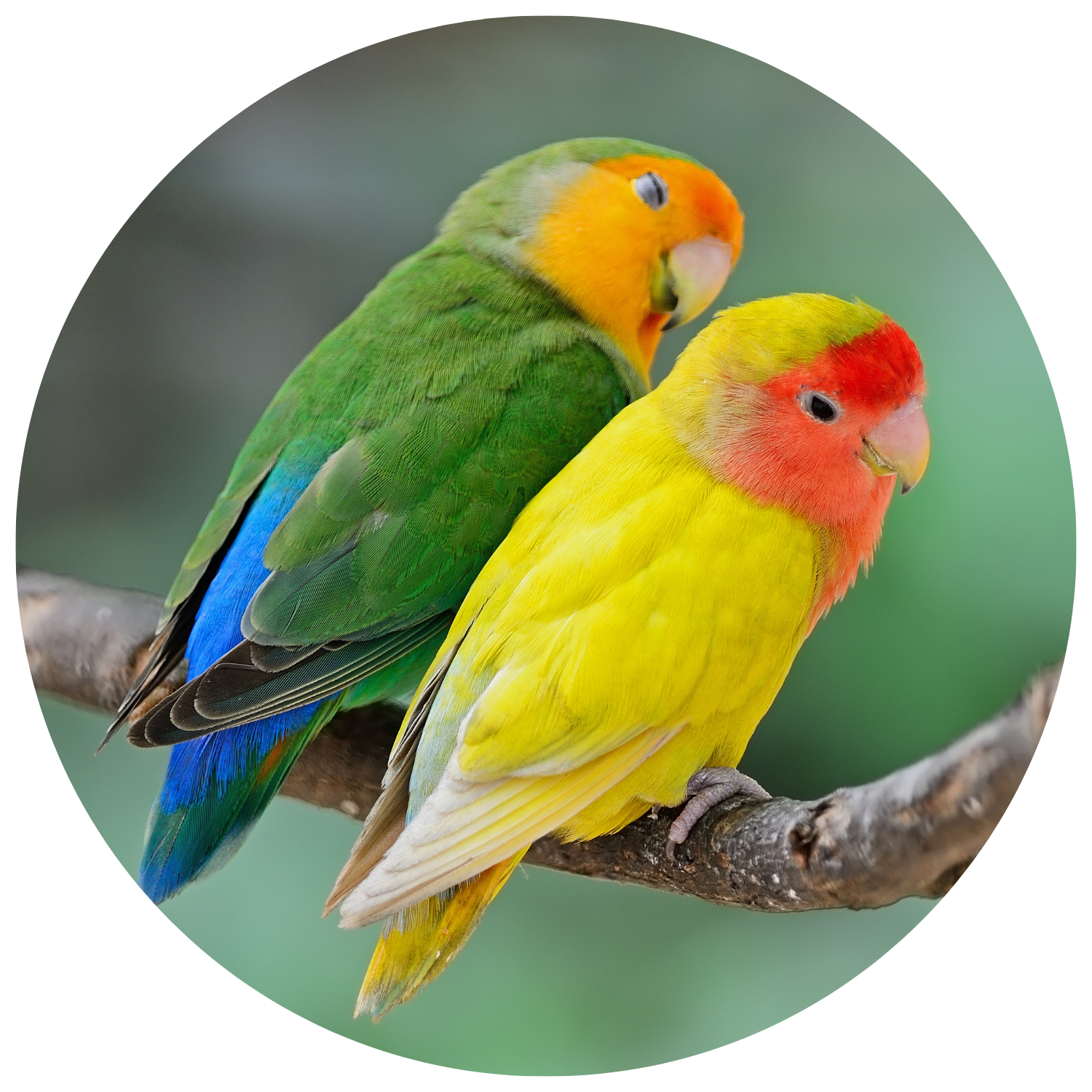 Top 10 Lovebird Toys