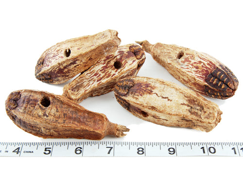 Other Natural Parts