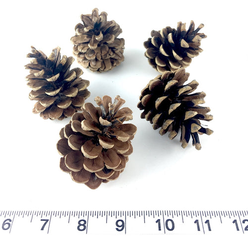 Coconut & Pine Cones