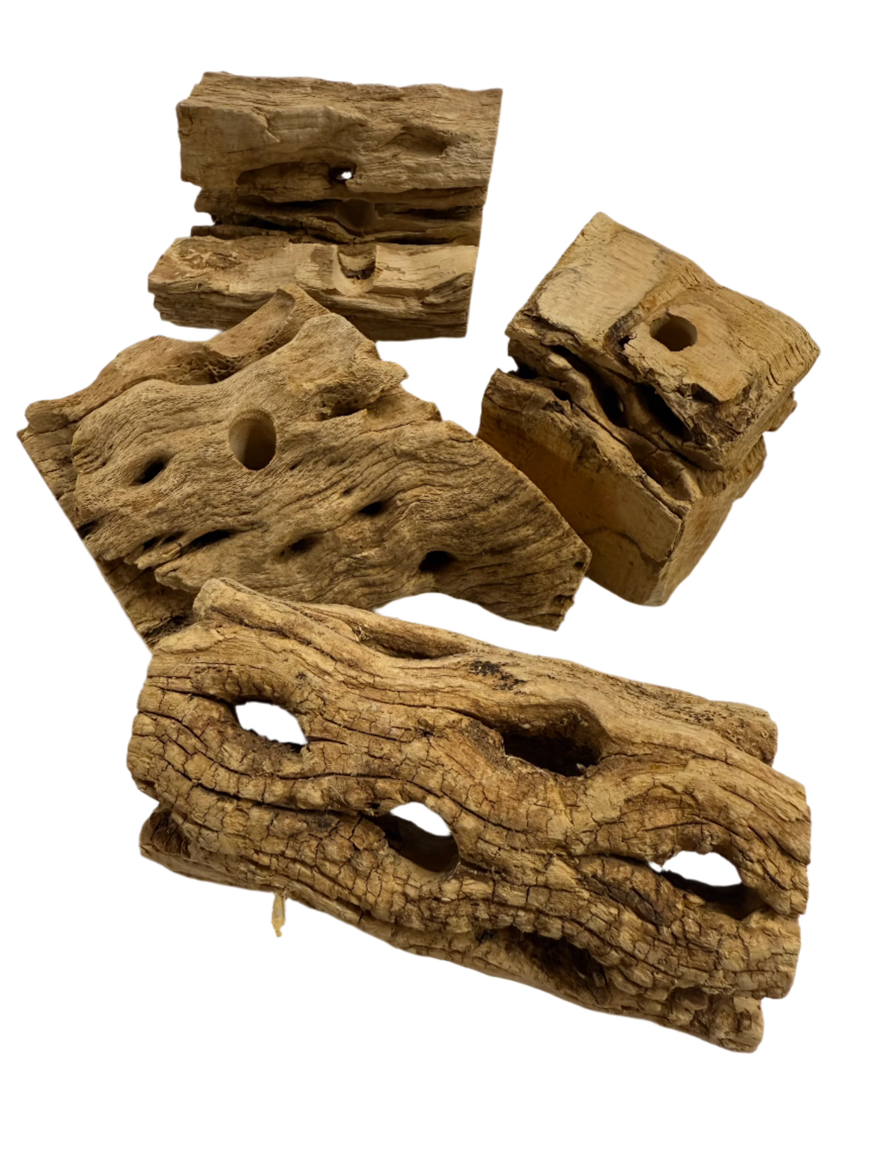 Cholla Chunks - 5 Pack