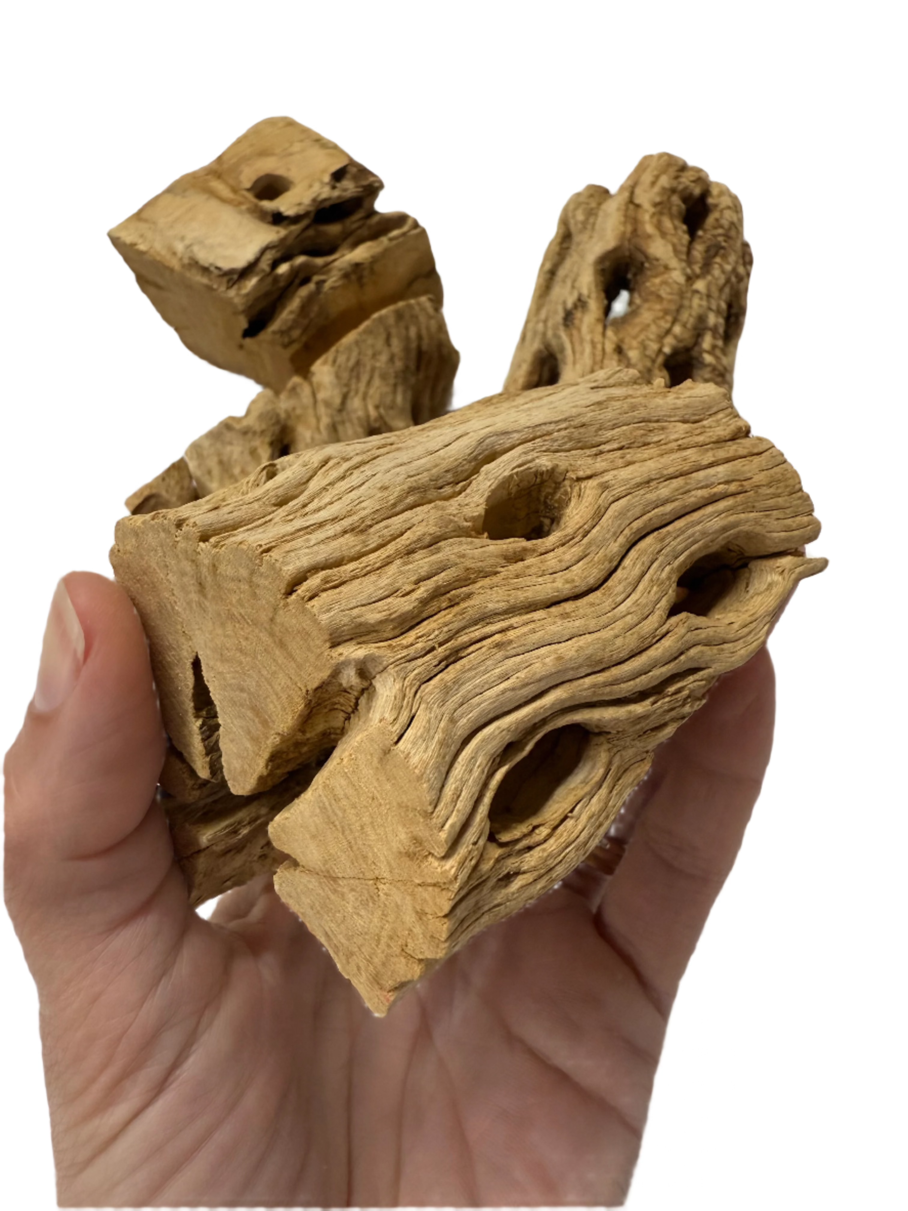 Cholla Chunks - 5 Pack