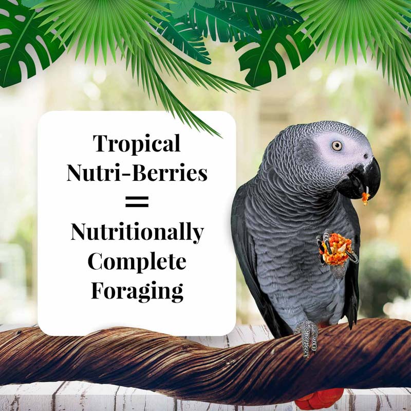 Tropical Fruit Nutri-Berries for Parrots 10 oz (284 g)
