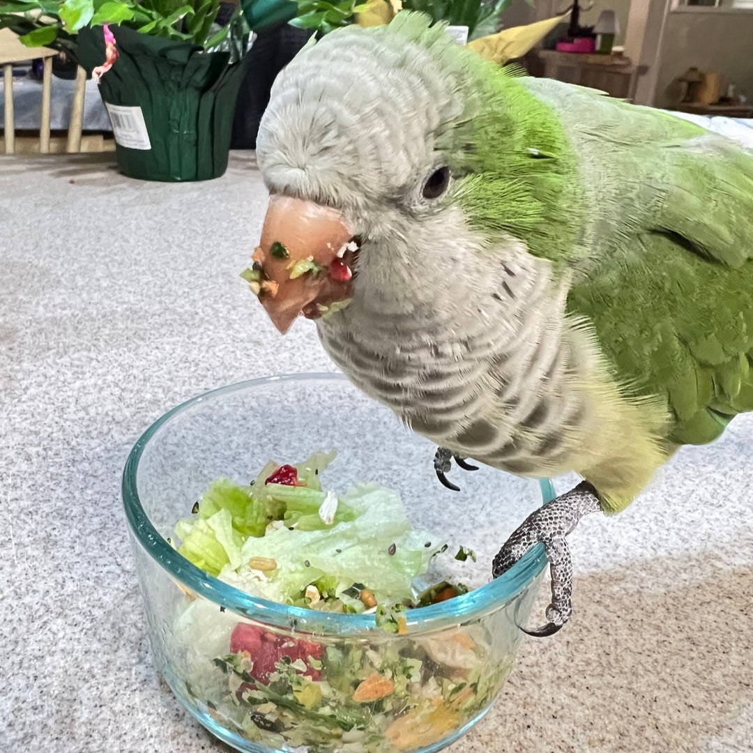 Green parrot eating from a glass bowl filled with salad on a kitchen counter.
