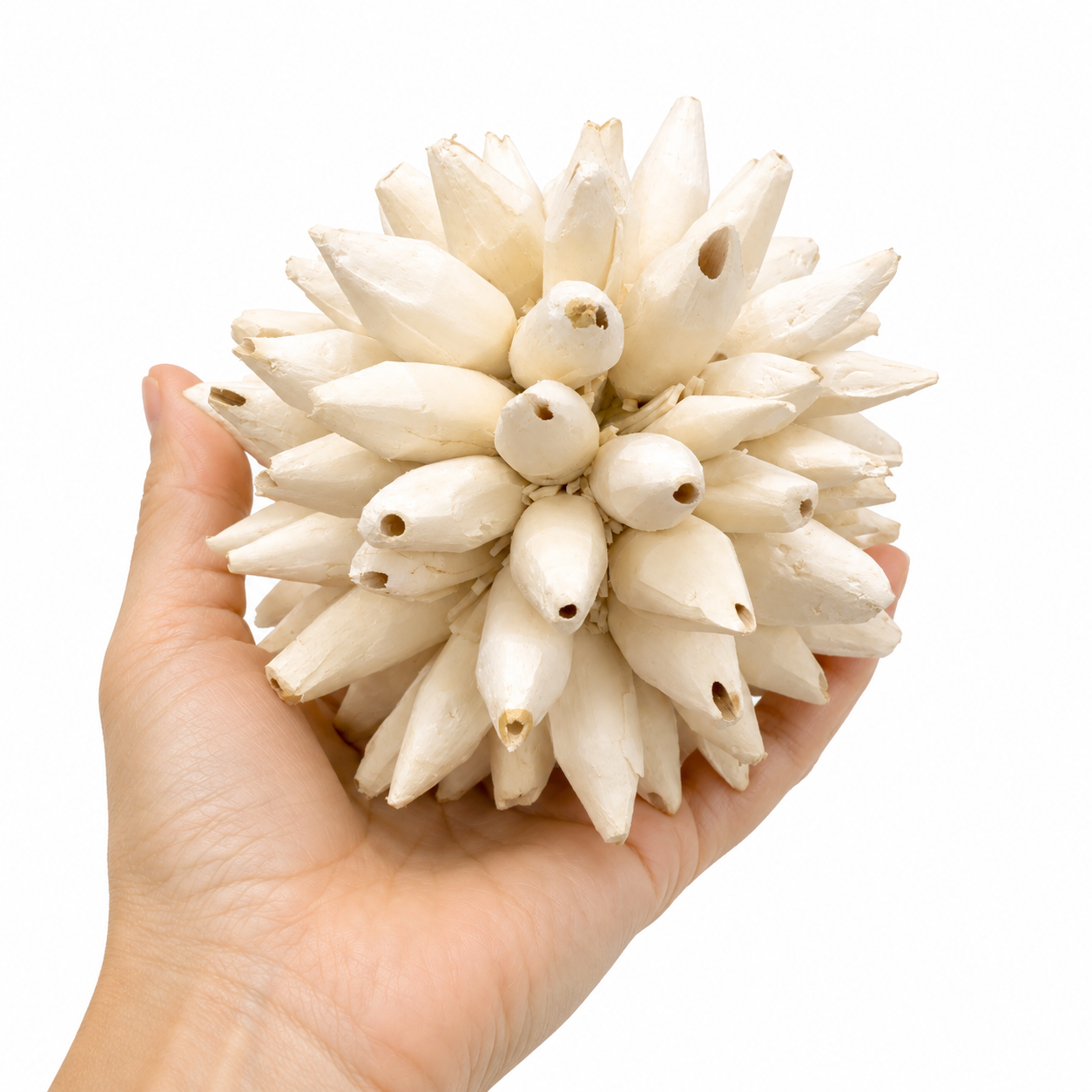 GIANT 4.5" Sola Beak Burst