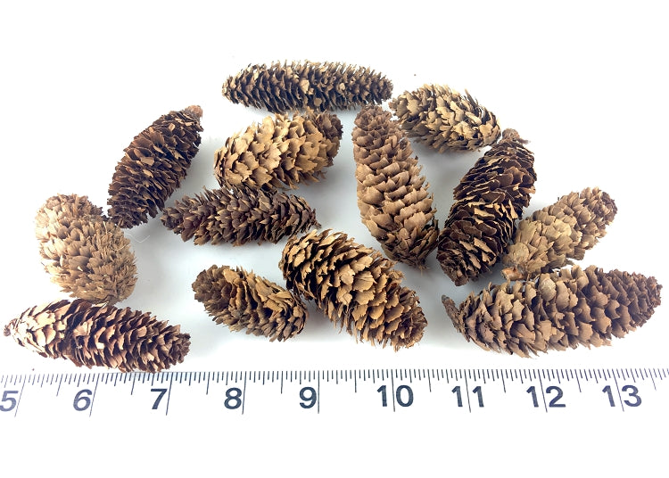 Mini Fancy Pine Cones